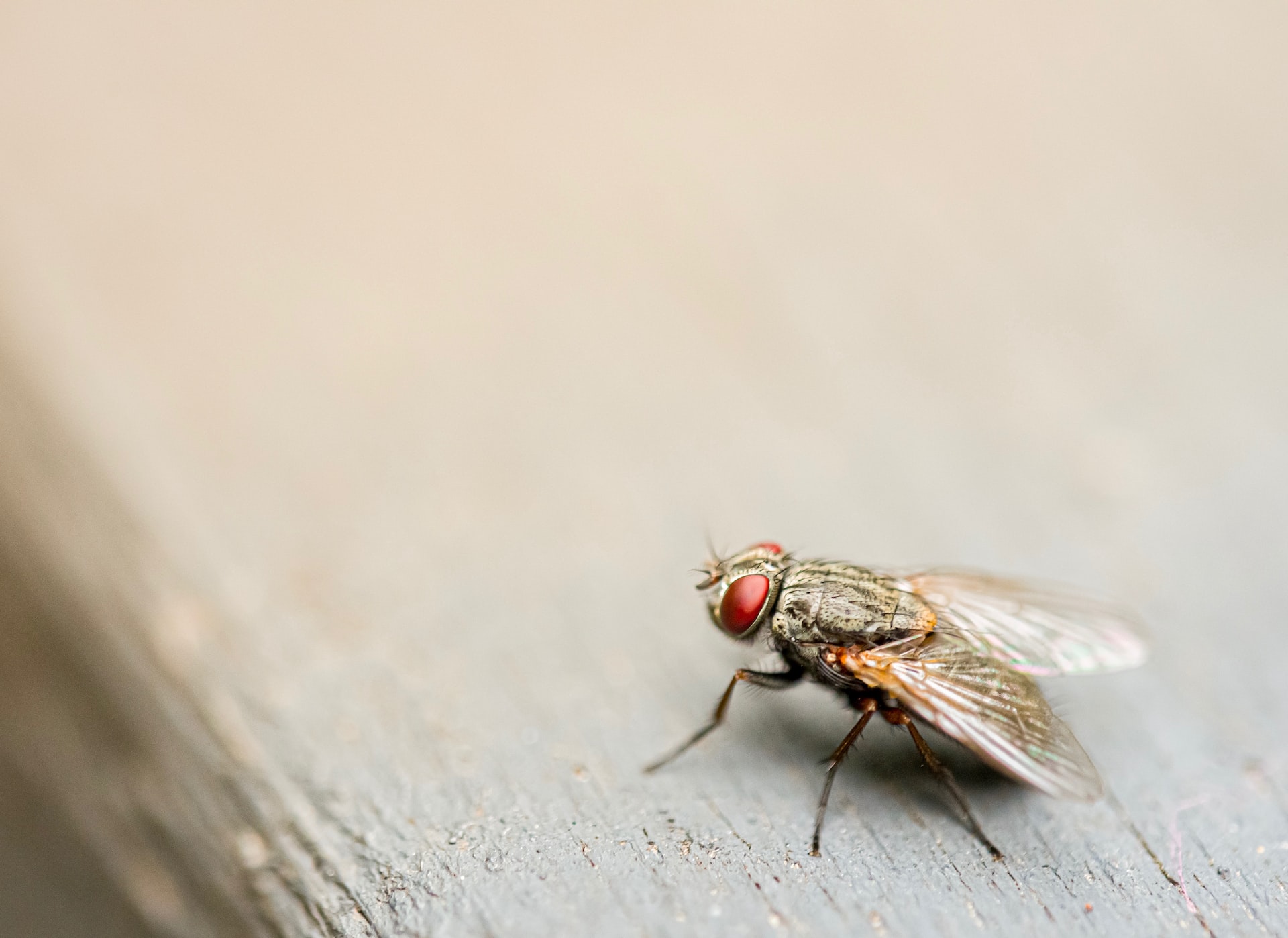 Insektenvernichter